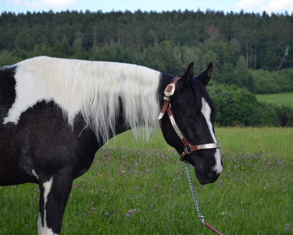 Zuchtstute JD Twin Sister Holly (Paint Horse, 2018, von Cherokee Black Max) Zuchtstute JD Twin Sister Holly (Paint Horse, 2018, von Cherokee Black Max)