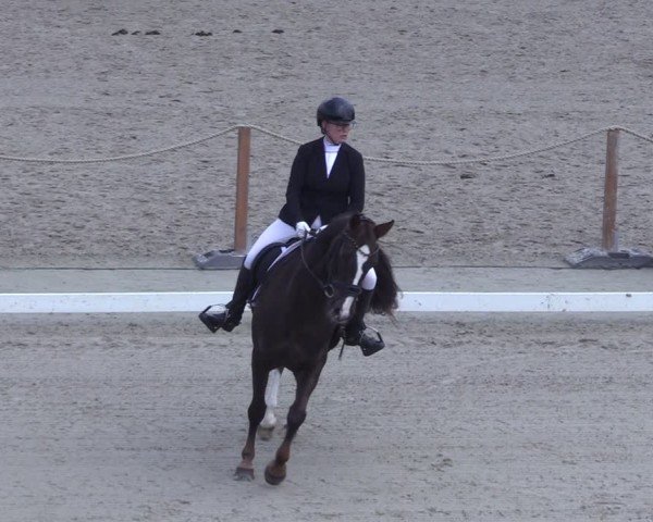 Reitturnier Scharnebeck 2025