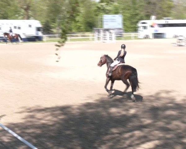 Reitturnier Margarethen am Moos 2025