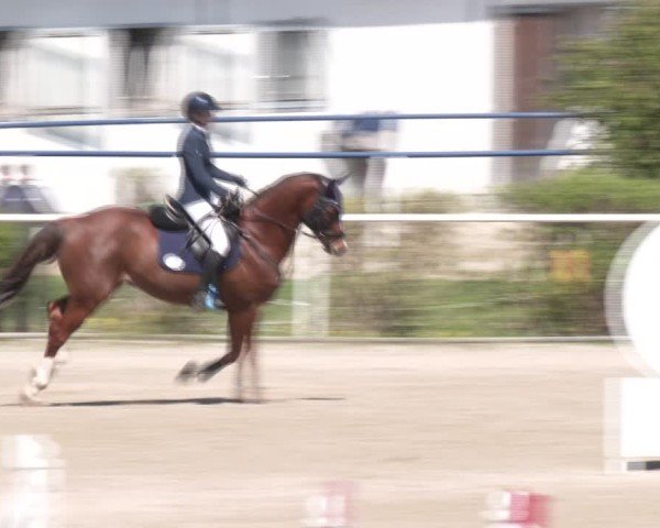 Reitturnier Margarethen am Moos 2025