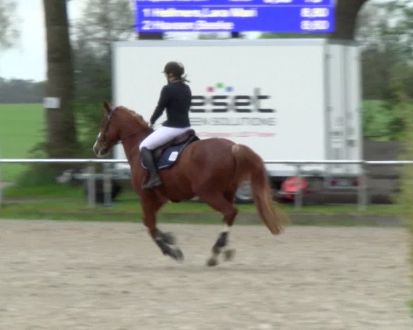 Reitturnier Elmlohe 2025