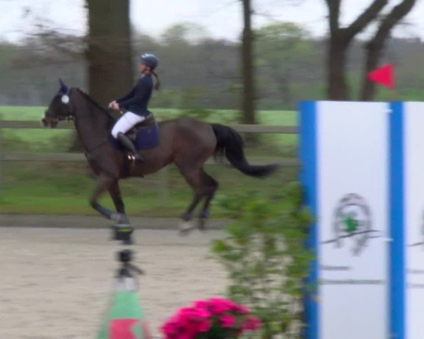 Reitturnier Elmlohe 2025