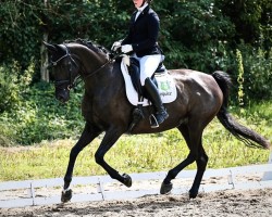 Zuchtstute Diva Royal 16 (Hannoveraner, 2014, von Dante Weltino Old)
