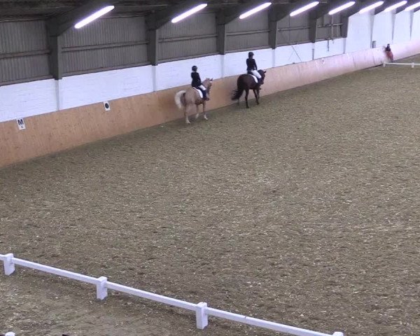 Reitturnier Datteln 2021