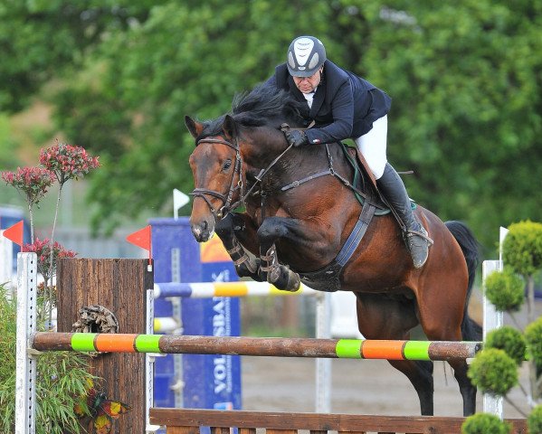 stallion Donnersberger (Zweibrücken, 2008, from Damarco) stallion Donnersberger (Zweibrücken, 2008, from Damarco)