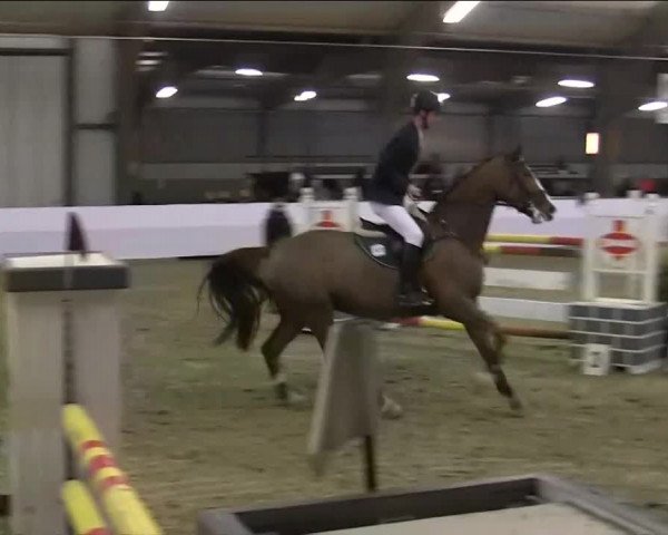 Hallenspringturnier Barlo Bocholt 2014