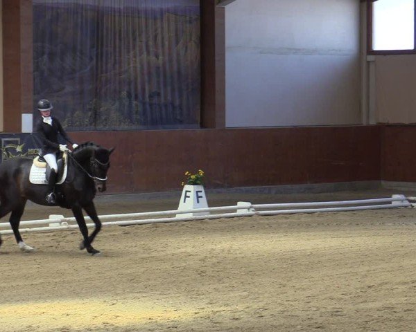 Reitturnier Weikersdorf am Steinfelde 2025