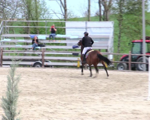 Reitturnier Pöttmes - Gut Sedlbrunn/Schw. 2025