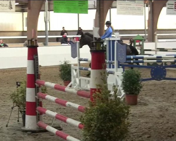 Hallenspringturnier Barlo Bocholt 2014