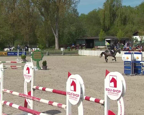 Reitturnier Grafenrheinfeld/Ufr. 2025