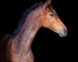 Springpferd Take On Me 3 (Hannoveraner, 2020, von Taloubet Z)