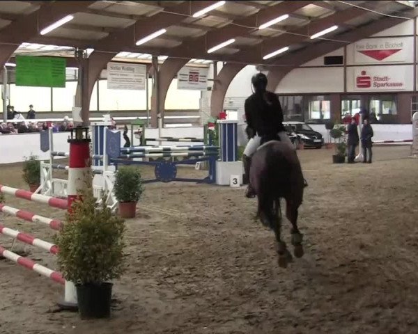 Hallenspringturnier Barlo Bocholt 2014