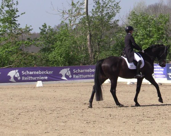 Reitturnier Scharnebeck 2025