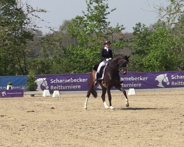 Reitturnier Scharnebeck 2025
