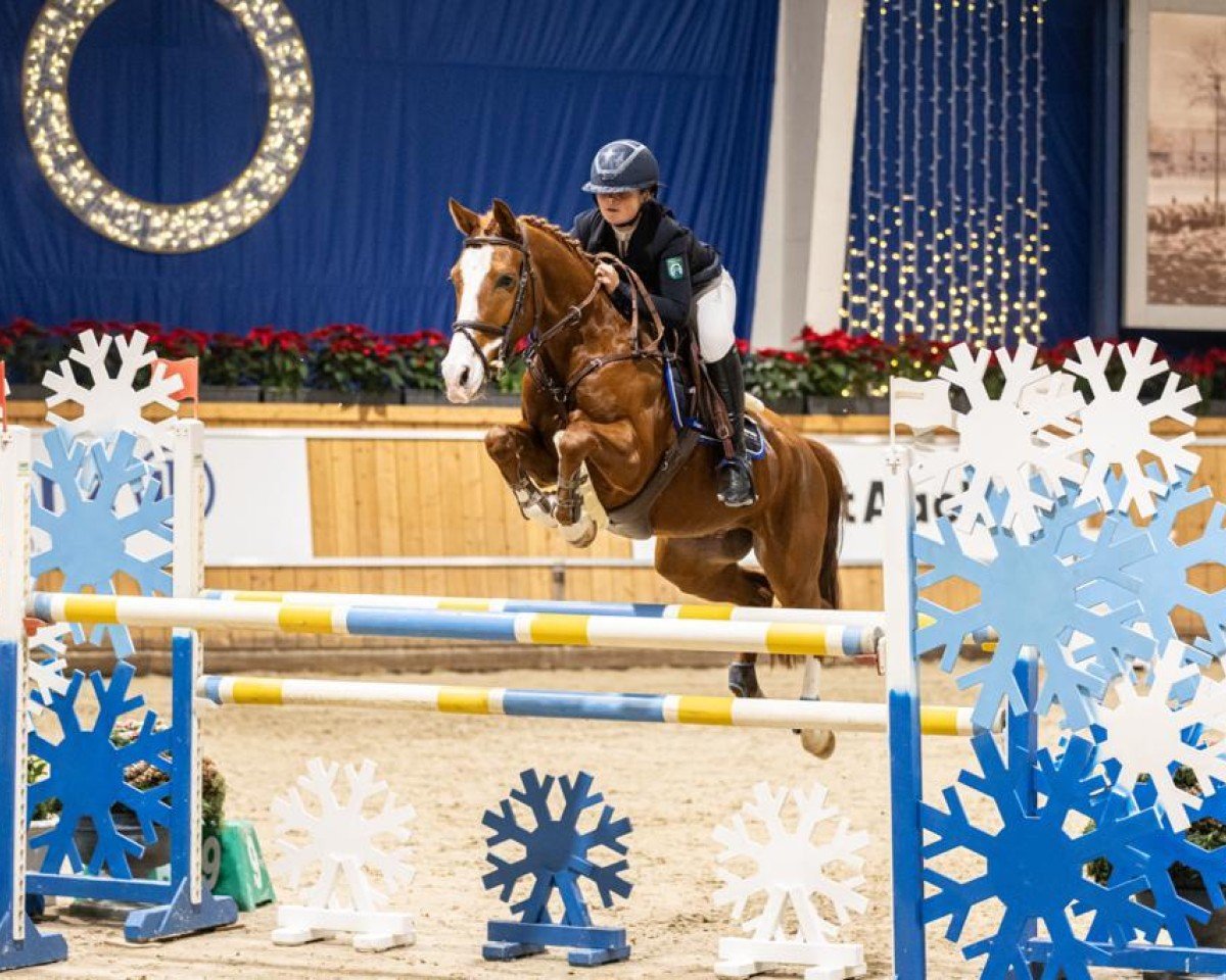 Springpferd Kamal van Orchid's (Niederländisches Pony, 2016, von Kanshebber)