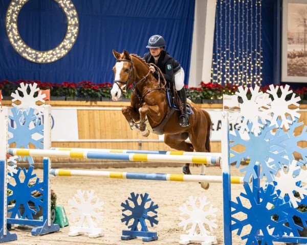 Springpferd Kamal van Orchid's (Niederländisches Pony, 2016, von Kanshebber)