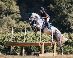 broodmare Vampir's Sambuca (Hanoverian, 2015, from Viscount 22)