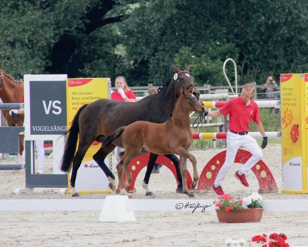 horse Vidalgo my heart (German Riding Pony, 2021, from Viva Vidal)