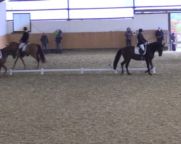 Reitturnier Datteln 2021