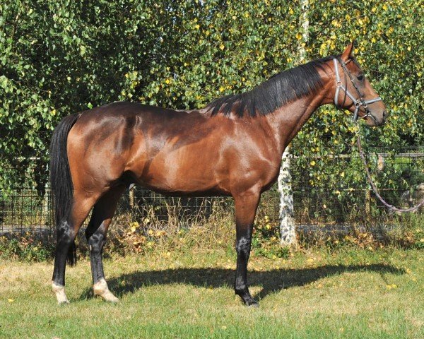 Deckhengst Libertus (Holsteiner, 1990, von Lord Calando)