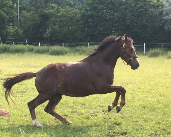 horse Bobby Jones (Hanoverian, 2013, from Beltano)