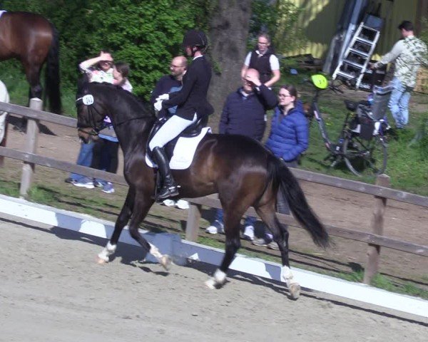 Reitturnier Scharnebeck 2025