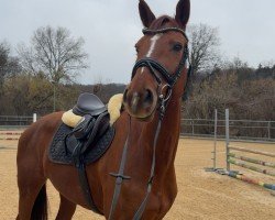 jumper PBM Lady Sarah (German Sport Horse, 2019)