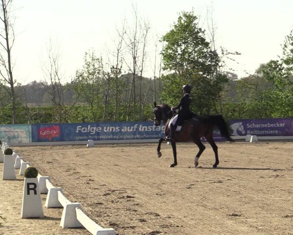 Reitturnier Scharnebeck 2025