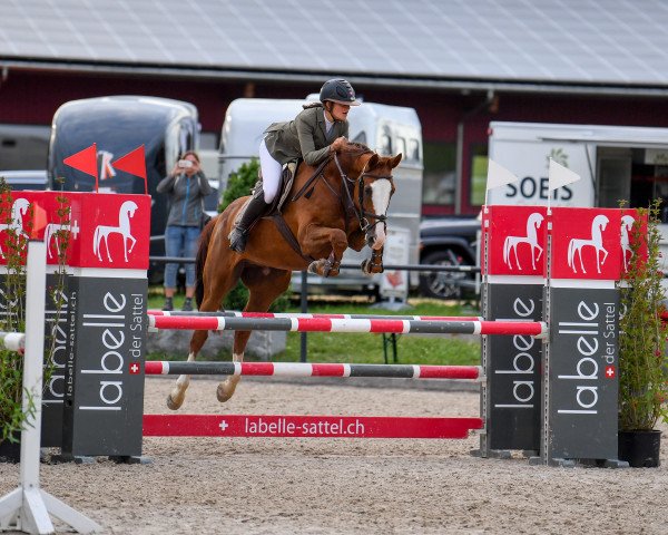 jumper Baguera de La Reselle CH (Swiss Warmblood, 2014, from Balougran)