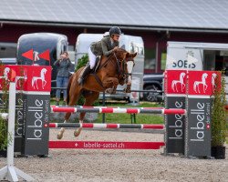 jumper Baguera de La Reselle CH (Swiss Warmblood, 2014, from Balougran)