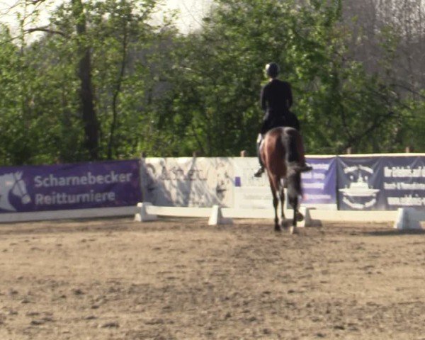 Reitturnier Scharnebeck 2025