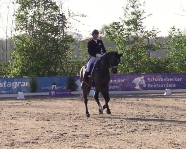 Reitturnier Scharnebeck 2025