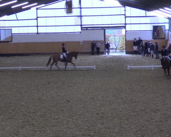 Reitturnier Datteln 2021