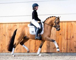 stallion Top Gun (German Riding Pony, 2022, from Top Champion)
