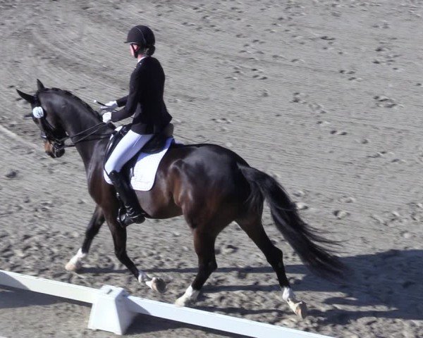 Reitturnier Scharnebeck 2025