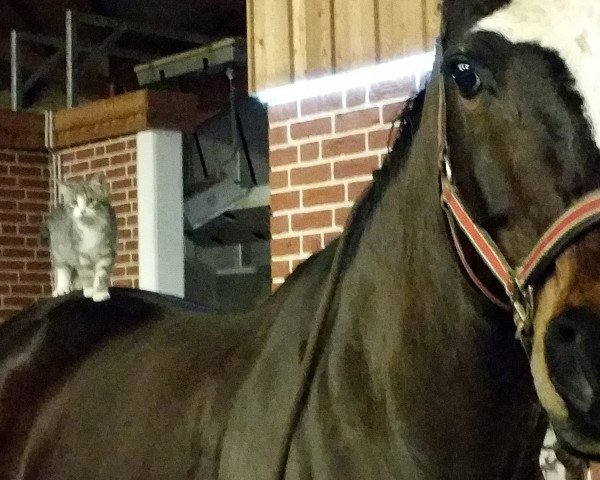 horse Davino 13 (Hanoverian, 2001, from Dacaprio)