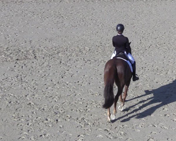 Reitturnier Scharnebeck 2025