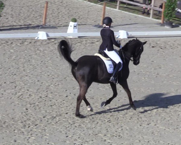 Reitturnier Scharnebeck 2025