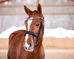 dressage horse Sir Reik (Westphalian, 2015, from Stakko)