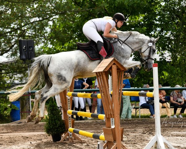 jumper Bella Cassini (Holsteiner, 2009, from Cassini II)