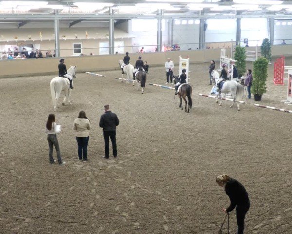 Reitturnier Waghäusel-Wiesental 2025