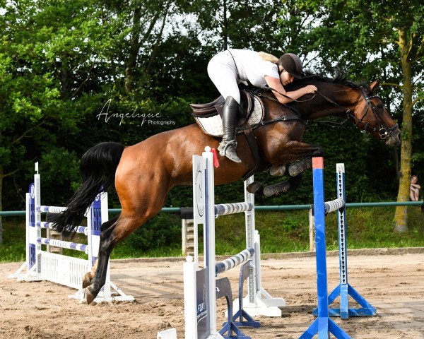 broodmare Christa 29 (Westphalian, 2012, from Christdorn)