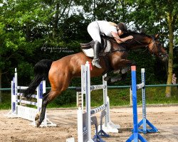 broodmare Christa 29 (Westphalian, 2012, from Christdorn)
