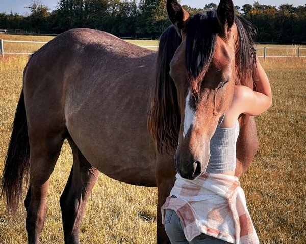 horse Mr. Moe van de Kietzhöwel (German Sport Horse, 2020, from Mumbai)