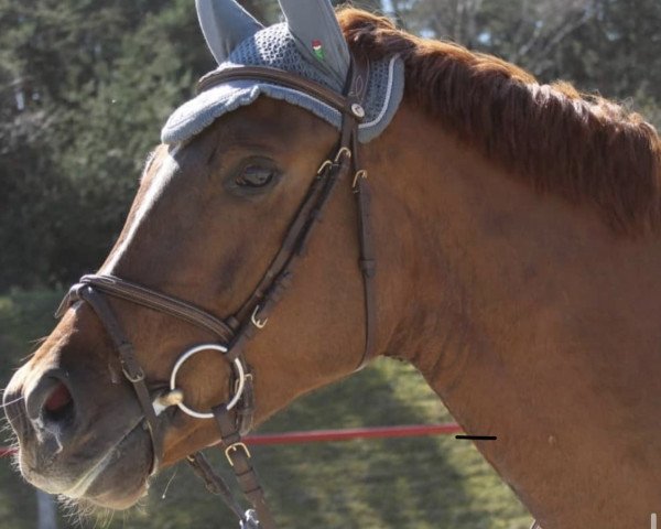 jumper Quel Filou 21 (German Sport Horse, 2014, from Quiz)