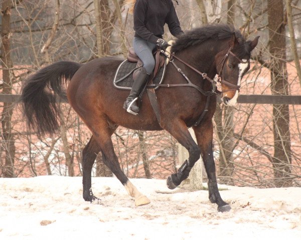 dressage horse Cavallo 68 (unknown, 2011)