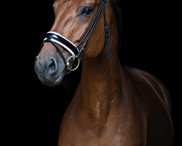 Springpferd San Salvador (Hannoveraner, 2013, von Satisfaction FRH)