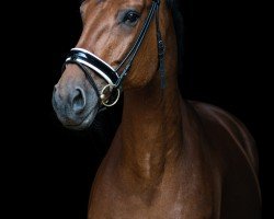 jumper San Salvador (Hanoverian, 2013, from Satisfaction FRH)