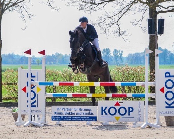 jumper Gento 50 (Hanoverian, 2014, from Gem of India)