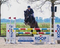 jumper Gento 50 (Hanoverian, 2014, from Gem of India)